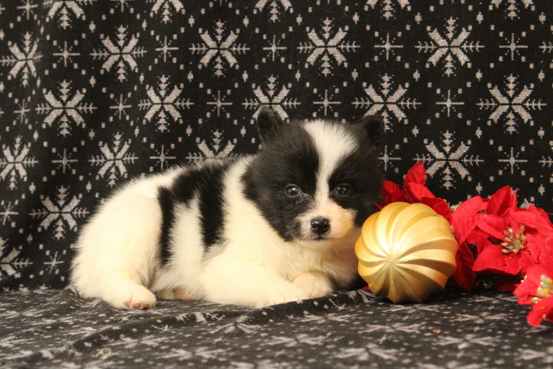 puppy, for, sale, Pomsky, Matthew B. Stoltzfus, dog, breeder, Gap, PA, dog-breeder, puppy-for-sale, forsale, nearby, find, puppyfind, locator, puppylocator, aca